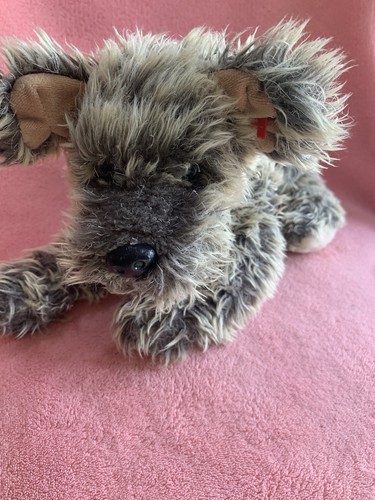 Cutesy cairn terrier dog - cairn,