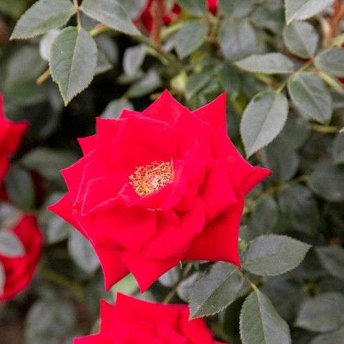 Rose plants pots 5 - in, litre