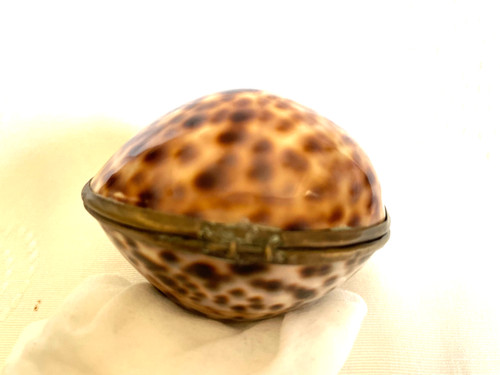 Vintage tiger cowrie shell - tiger,