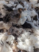 Jacob Sheep Wool/Fleece Washed