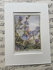 ‘Chicory’ Wayside Flower