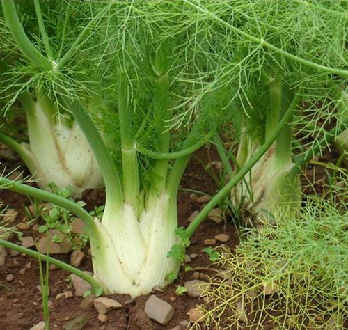 Fennel romanesco 500 seeds - -,