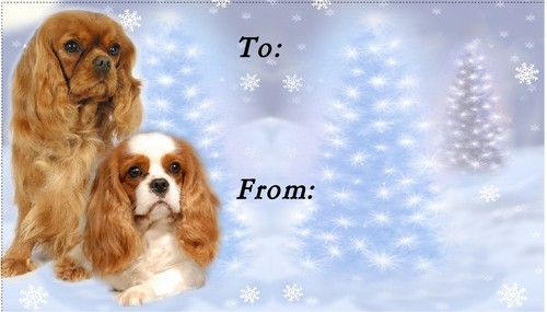 Cavalier king charles spaniel - cavalier,