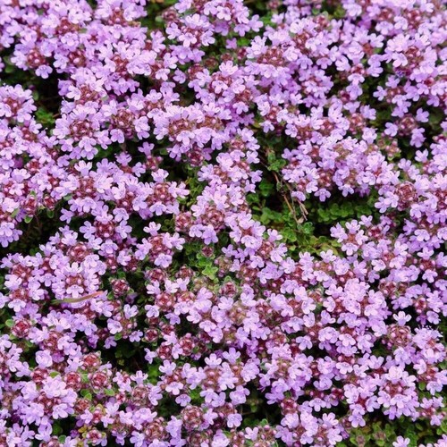 Thyme purple creeping - purple,