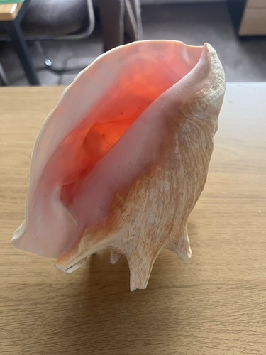 Large conch shell sea real - shell,