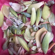 Succulent Leaves 50+ Bundle. Mystery Propagation Pack. Unnamed. 