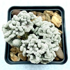 Pelecyphora aselliformis Cristata Form UK Grown Large Grafted Cactus