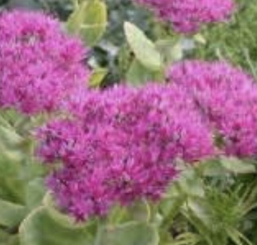 Pink hylotelephium - x,