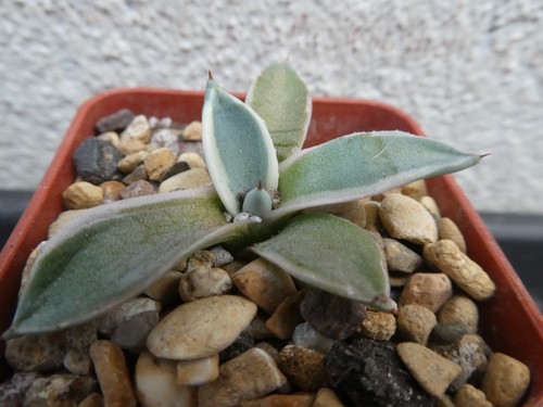 Agave patoni hikisusyote - agave,