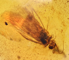 Trichoptera (Caddisfly). Genuine Fossil Inclusion in Burmese Amber. Rare.