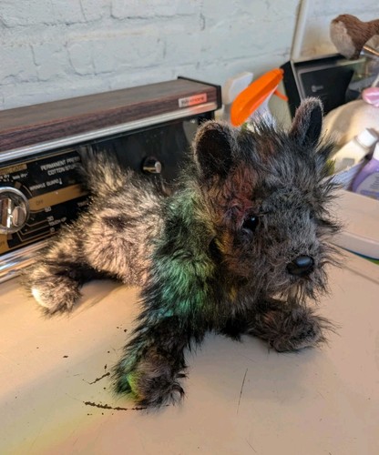 Douglas hazel cairn terrier - douglas,