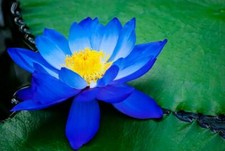 5 Bright Blue Lotus Seeds