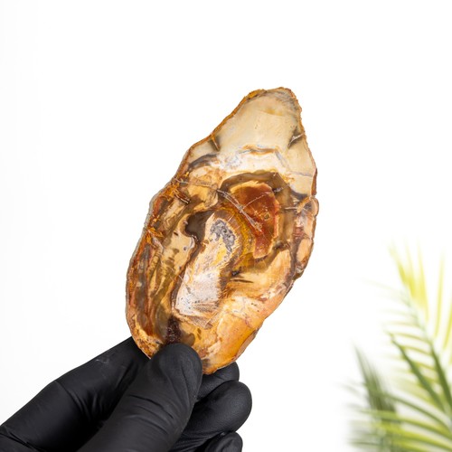 Taxidermy petrified wood - wood, frame
