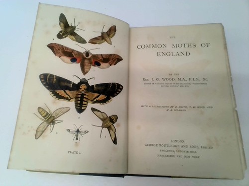 The common moths england - common,