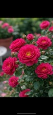 Patio Pink Rose Plant – 2