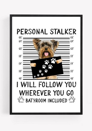 Funny dog yorkshire terrier - dog,
