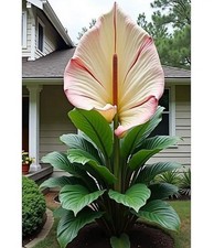 Large Leaf Elephant Ear Jade