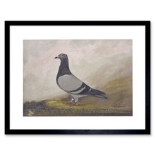 Animal pigeon dove - bird, print