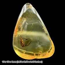 Baltic Amber Fossil Leafhopper