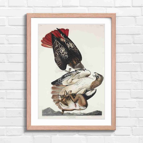 Red tailed hawk - red,