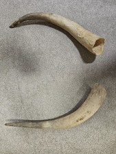 2 x Medium Scottish Highland