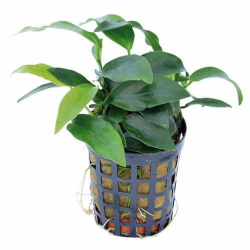 Medium size anubias - anubias, nana