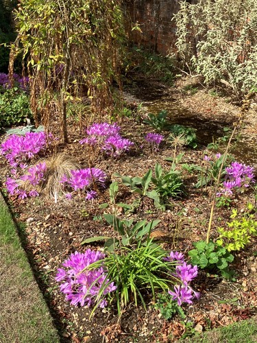 Colchicum tenorei bulbs - colchicum,