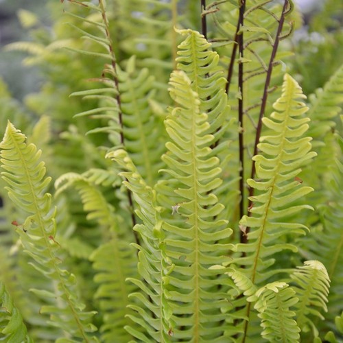 Blechnum spicant deer fern - spicant, –