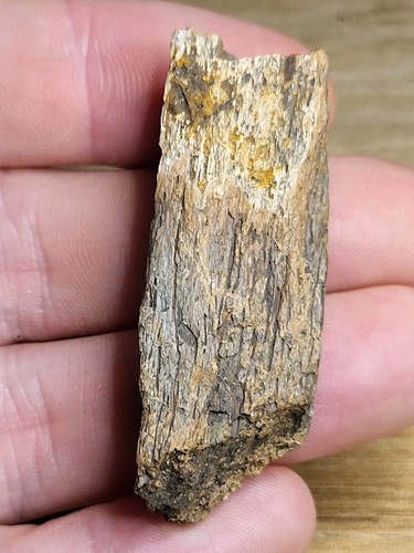 Real dinosaur fossil - real,