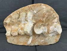 Large Mosasaur Vertebrae