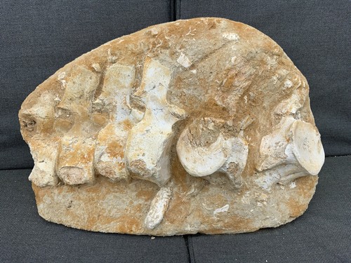 Large mosasaur vertebrae - large,
