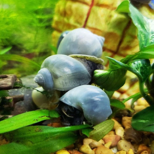 Live blue mystery - ,