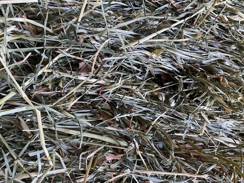 Lbs orchard grass hay - 10,