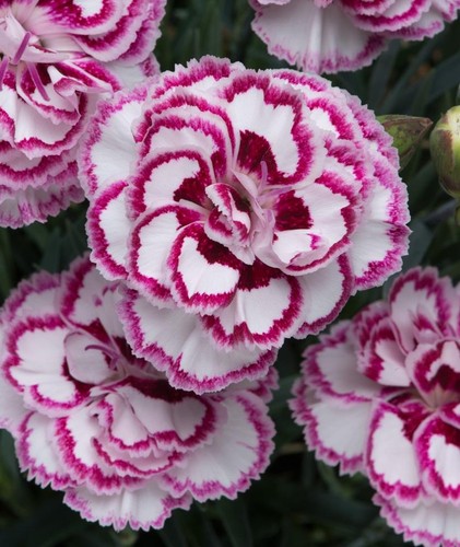 Dianthus grans favourite - dianthus, 'grans