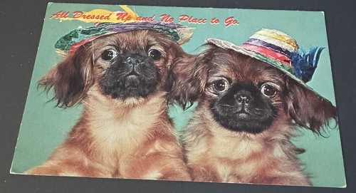 Vintage chrome postcard all - vintage,