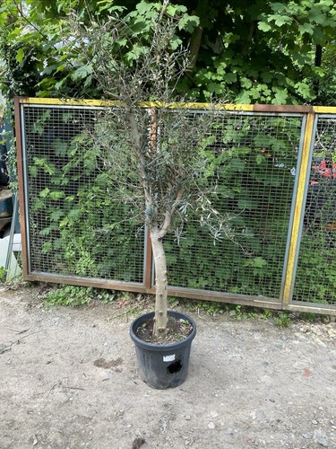 Olive tree - tree,