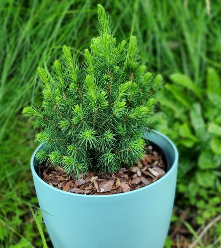 Conica dwarf conifer - [x1],