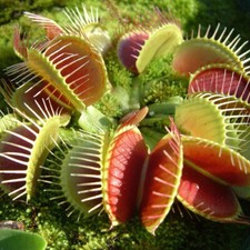 Venus fly trap - 1, dionaea