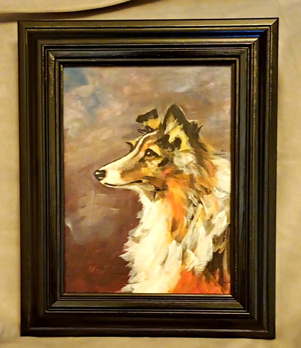 Collie dog portrait - collie,