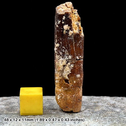 Rebbachisaurus dinosaur tooth - rebbachisaurus,
