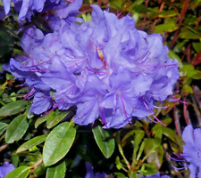 Rhododendron Blue Tit Magor - Large XXL 4Ltr Pot Flowering Evergreen Shrub Hardy