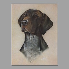 German Short Haired Pointer