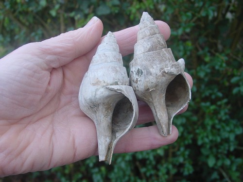 Eocene clavilithes - 2,