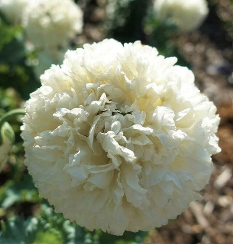 Poppy cream peony plug - peony, x8