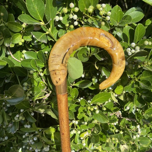 Vintage rams horn shepherds - rams,