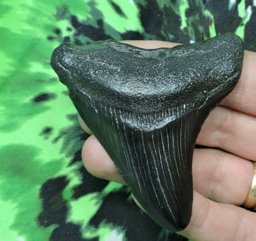 Inch real megalodon shark - inch,