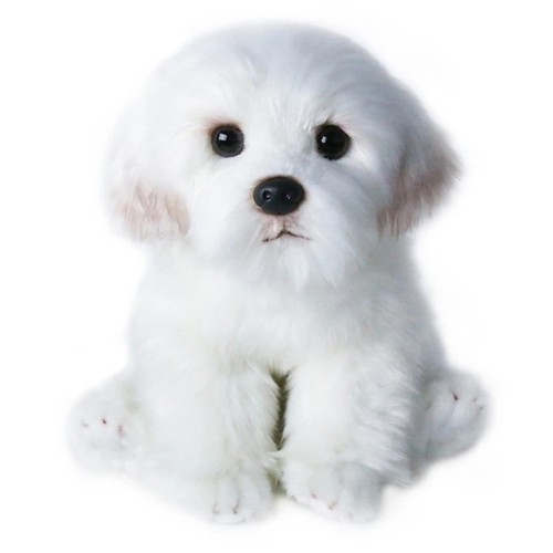 Bichon frise teddy - bichon,