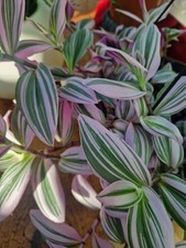 Tradescantia Nanouk fresh