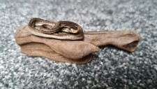 Taxidermy Mini Snake Driftwood Hallo 