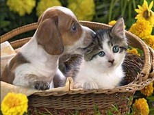 PUPPY AND KITTEN SAT IN A